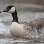 Fun facts about Canada Goose - habitat, food and more