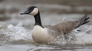 Fun facts about Canada Goose - habitat, food and more